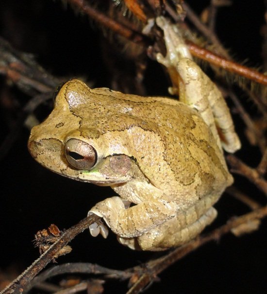 Conoce al Fu Frog en la máquina tragamonedas más emocionante de Zitro, fu frog slot